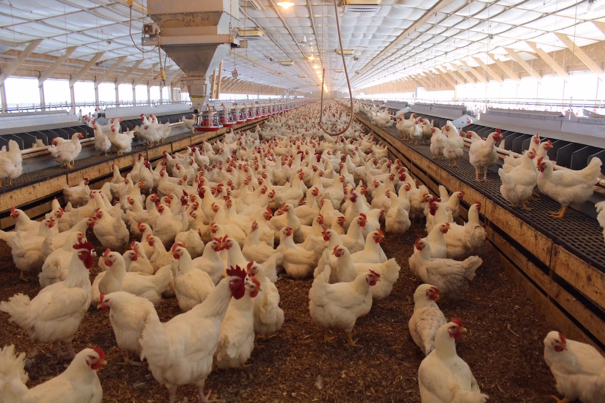 Central Teams Deployed to Andhra to Tackle Avian Influenza; State Assures Control Measures in Place 1 Avian Influenza