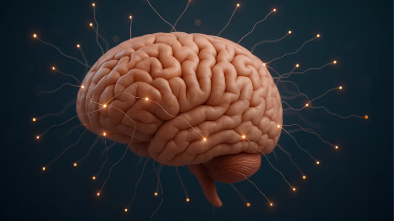 Brain
