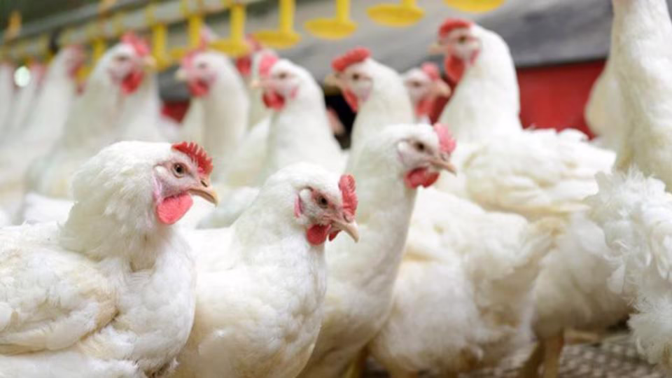 Avian Flu Confirmed in Parts of Kerala 1 image 46