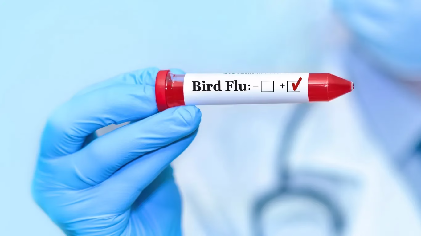 NCDC, ICMR Closely Monitoring Maharashtra Bird Flu Situation 1 mclakcljkzncjlkjcx 23